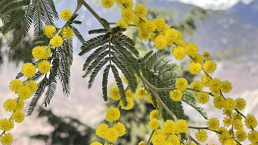 蜜蜂在金合歡花枝上休憩。