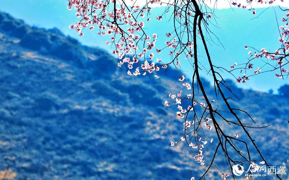 清麗的桃花。人民網(wǎng) 李海霞攝
