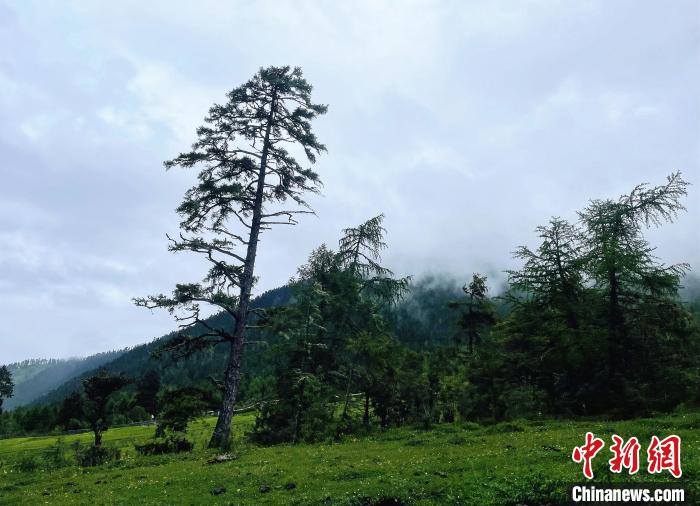6月10日，魯朗小鎮(zhèn)高山牧場景區(qū)風(fēng)光?！∪轿木?攝