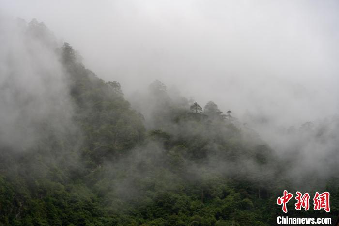 雨后勒布溝的云霧。　江飛波 攝