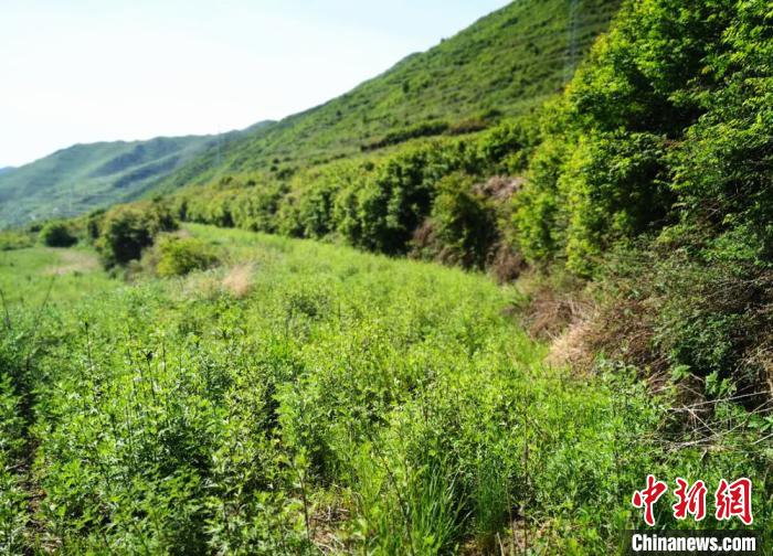 甘南藏區(qū)產(chǎn)業(yè)扶貧“兩全其美”：大山增顏值農(nóng)戶提收入