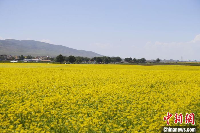 圖為青海湖畔油菜花海?！●R銘言 攝