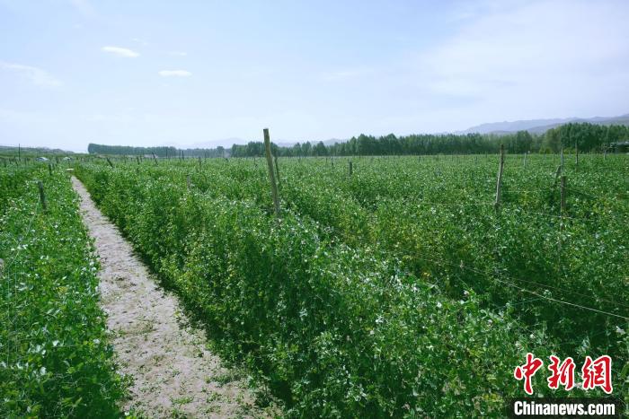 天?？h高原綠色(有機(jī))蔬菜基地種植的食用莢豆。　闕道華 攝