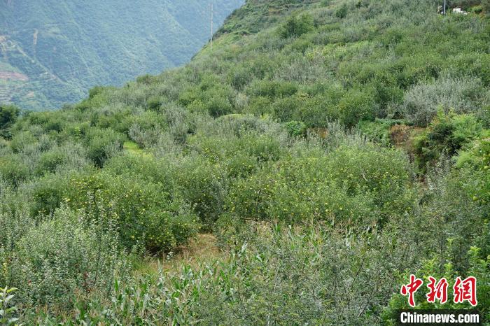 黃草坪村蘋果基地?！∽g 攝