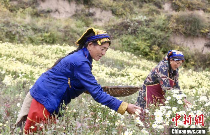 黑水村民在采摘杭白菊。桐鄉(xiāng)市宣傳部提供