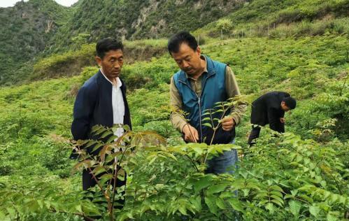 圖為張金利調研適合阿拉村種植的農作物，經過不斷改良技術后，產量大大提高。(資料圖)甘肅省水利廳供圖