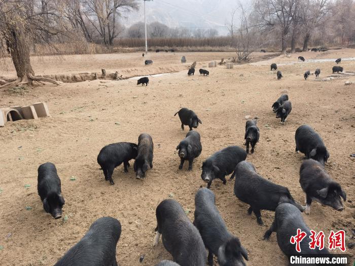 圖為藏香豬。　祁增蓓 攝