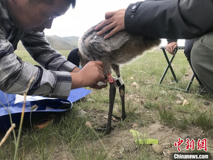 圖為研究人員為黑頸鶴佩戴GPS跟蹤設(shè)備。祁連山國家公園青海省管理局供圖