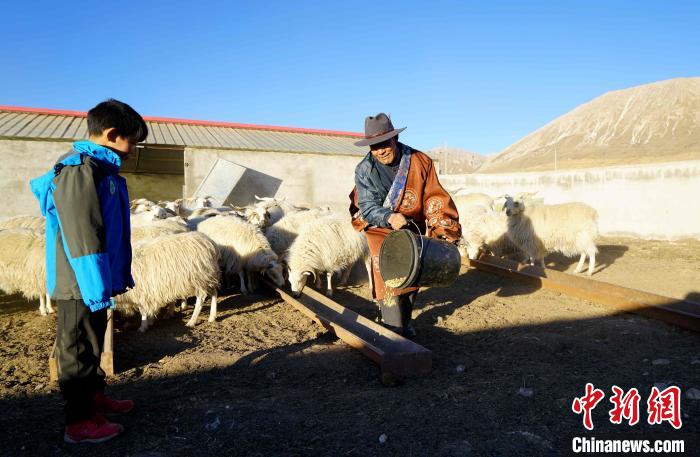 圖為哇保和孫子正在喂羊?！〔彭?xiàng)什姐 攝