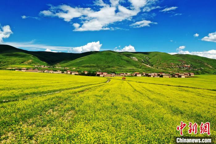 四川阿壩:萬畝高原油菜花引游人
