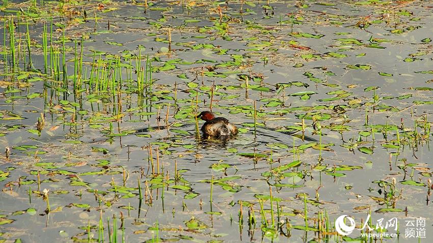 納帕海濕地內(nèi)遷徙停留的鳥。呂昊辰攝