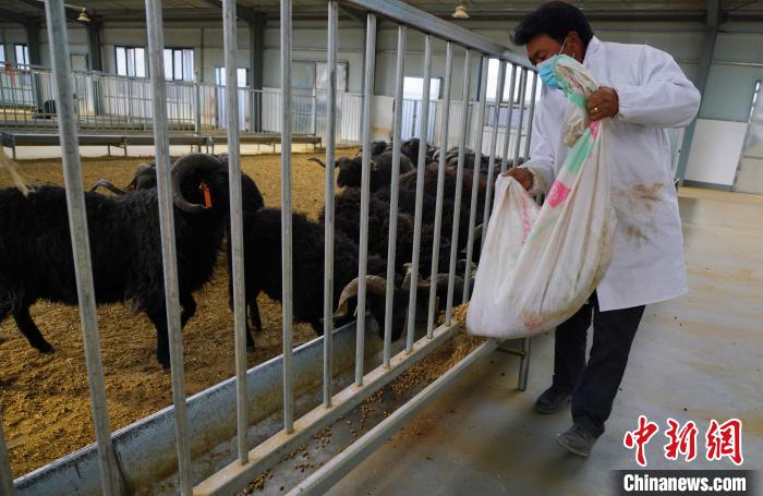 圖為飼養(yǎng)員給黑藏羊喂食?！●R銘言 攝