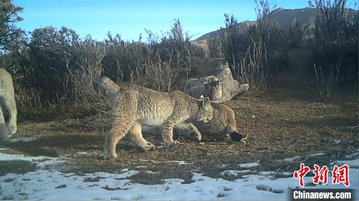 圖為紅外相機拍攝到的猞猁?！∑钸B山國家公園青海省管理局供圖
