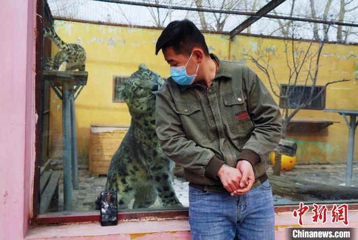 圖為雪豹“奶爸”史壽軍直播休息時與雪豹互動?！●R銘言 攝