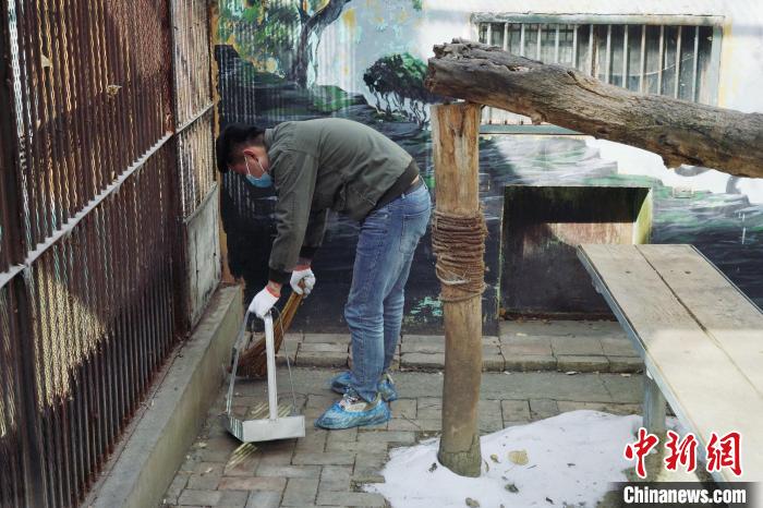 圖為雪豹“奶爸”史壽軍正在打掃豹館衛(wèi)生?！●R銘言 攝