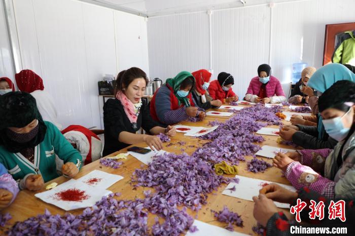 中國(guó)高原最大藏紅花種植基地落戶柴達(dá)木盆地