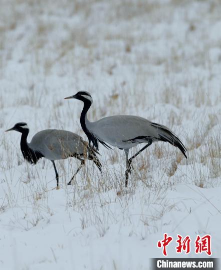 在若爾蓋濕地的蓑羽鶴?！∩袞|機(jī) 攝