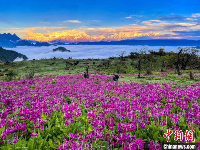 春天的牛背山花海?！∮稳仄?攝