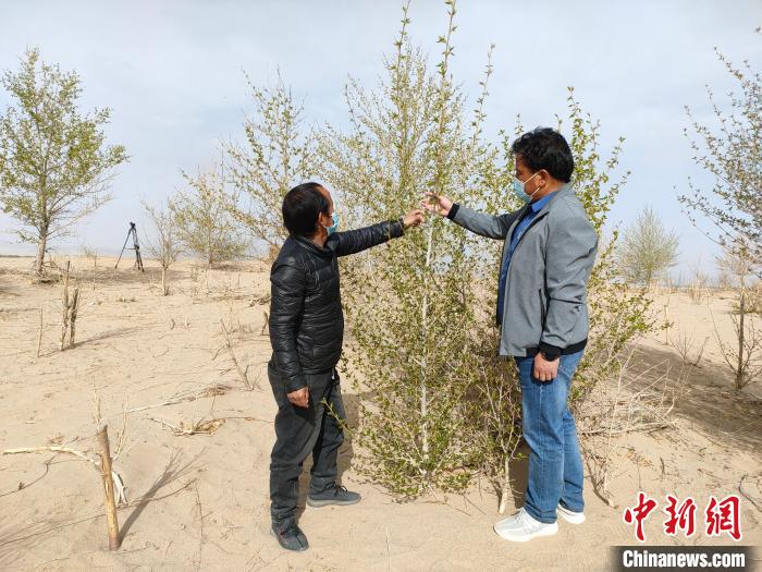 柴達(dá)木盆地的護(hù)林員：守護(hù)，只為那一片綠