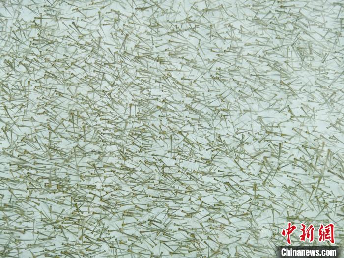 圖為密集培育的魚苗?！?zhí)砀?攝