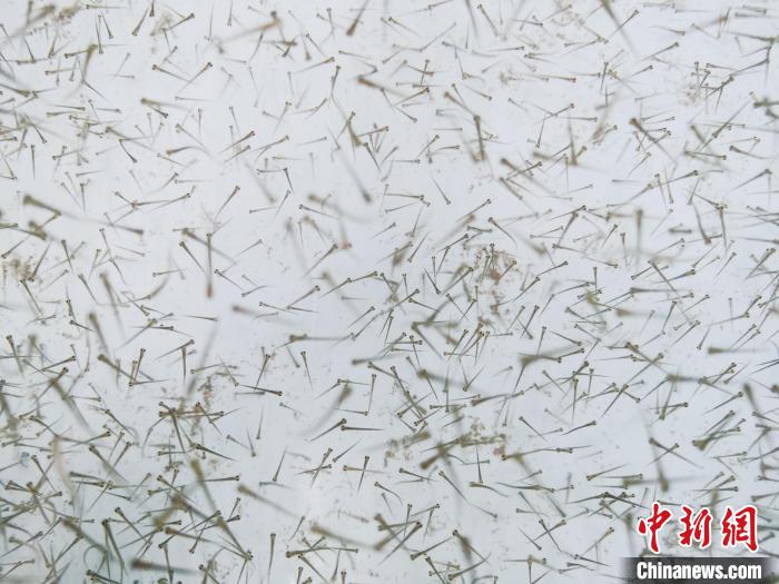 圖為魚苗?！?zhí)砀?攝