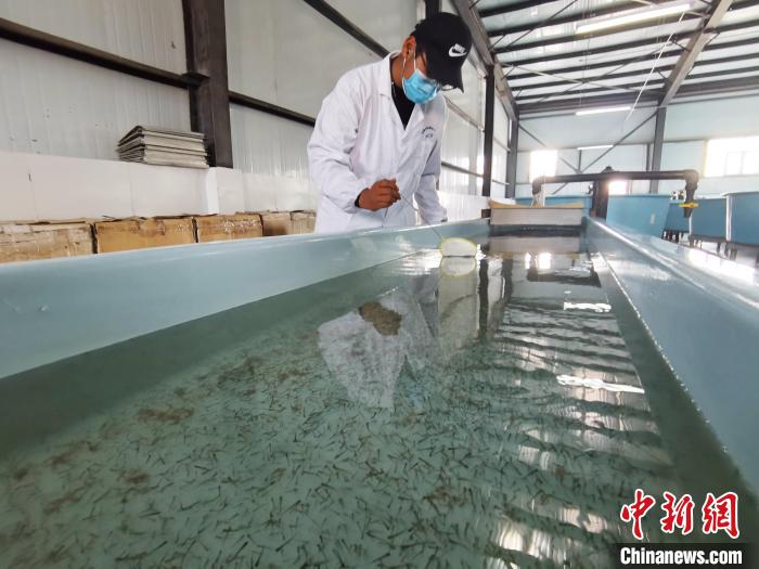圖為工作人員檢查魚苗?！?zhí)砀?攝