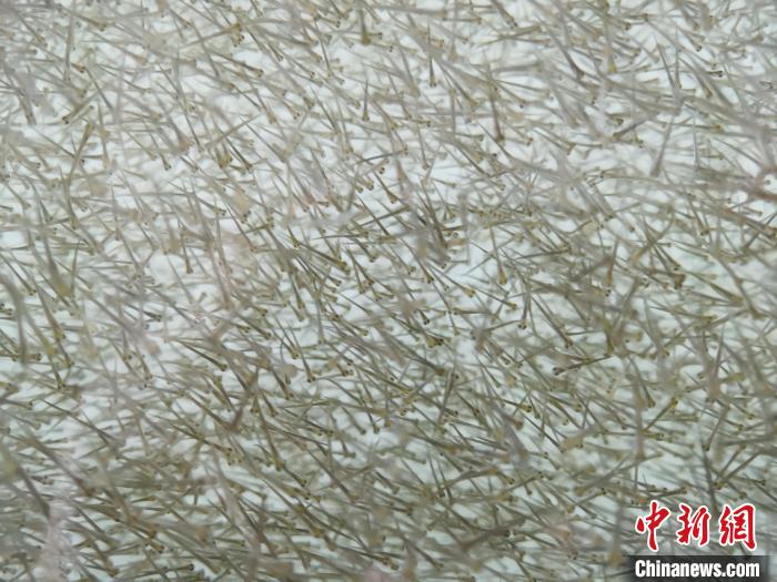 圖為密集分布的魚苗?！?zhí)砀?攝