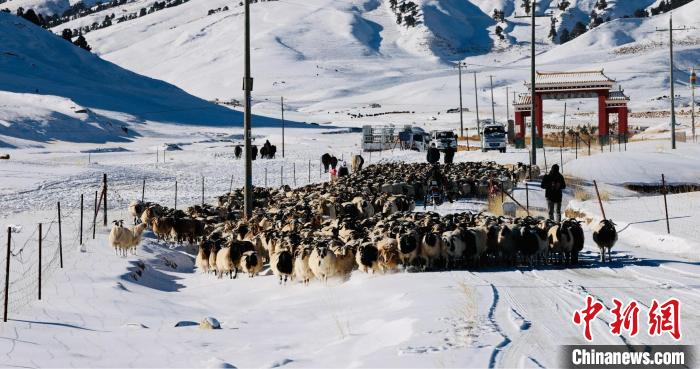 圖為村民在雪地上放牧?！《继m縣融媒體中心供圖