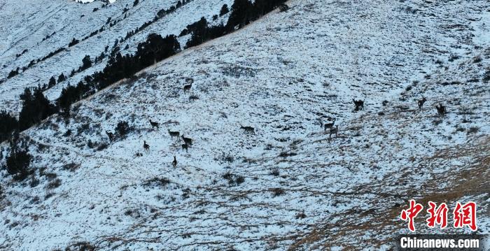 圖為巖羊和馬鹿集體在雪地里休憩?！《继m縣融媒體中心 供圖