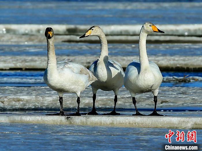 圖為三只天鵝在湖面上曬太陽(yáng)?！『螁⒔?攝