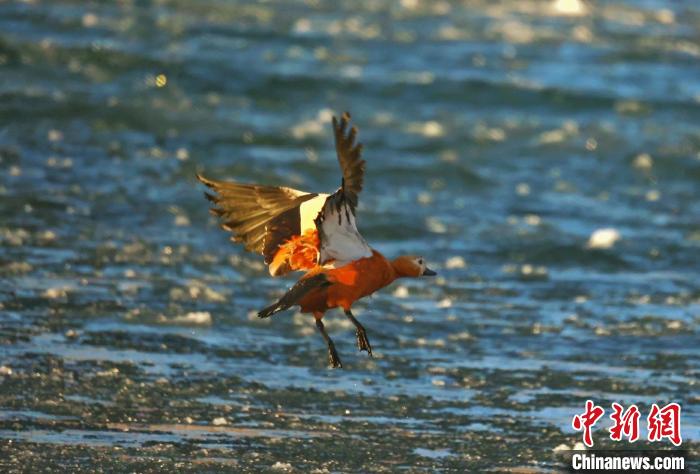 圖為赤麻鴨貼著水面飛行?！“兹斩〔冀?攝