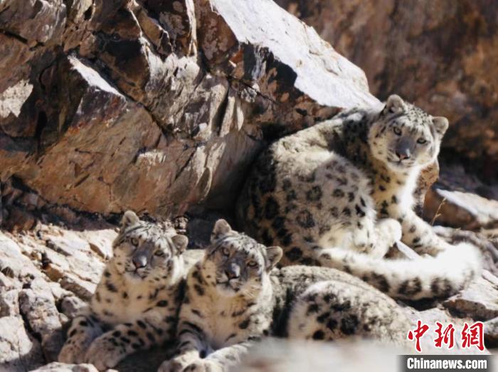 青海都蘭：雪豹、兔猻等多種珍稀野生動物亮相