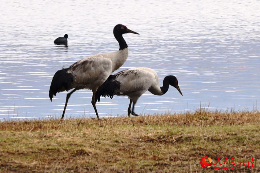 香格里拉納帕海濕地的黑頸鶴。李競(jìng)?cè)魯z