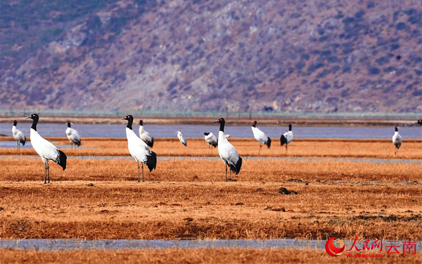 香格里拉納帕海濕地的黑頸鶴。李曉東攝