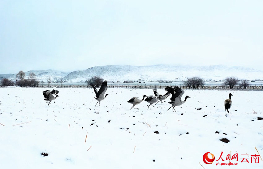 香格里拉納帕海濕地的黑頸鶴。趙旭燕攝