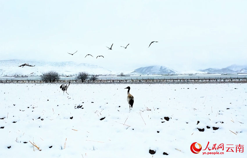 香格里拉納帕海濕地的黑頸鶴。趙旭燕攝