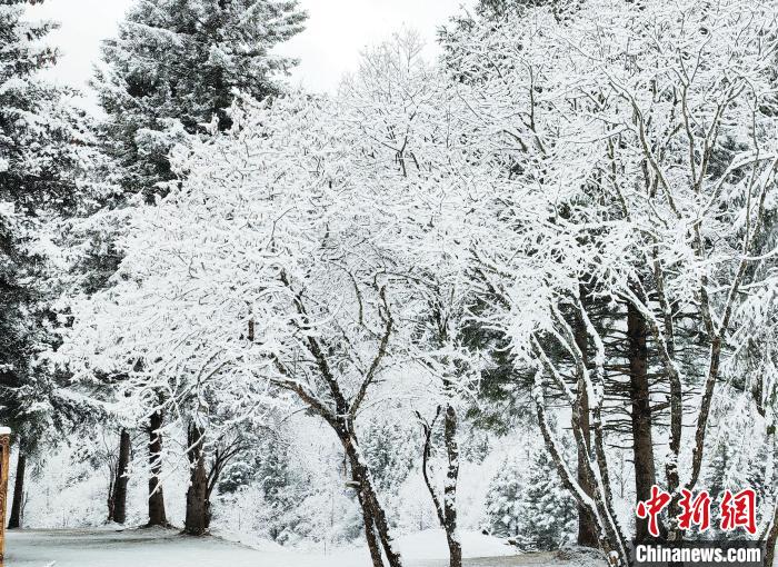 大熊貓國(guó)家公園王朗片區(qū)春雪如畫，宛若仙境。　羅春平 攝