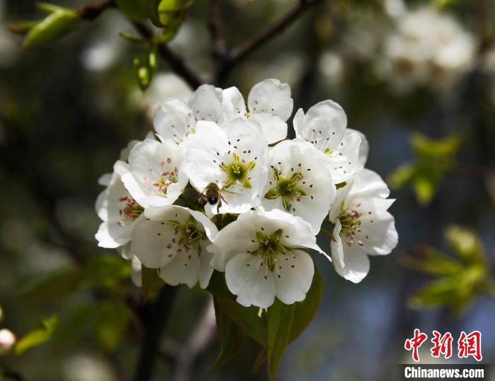 圖為盛開的梨花?！∑钤鲚?攝