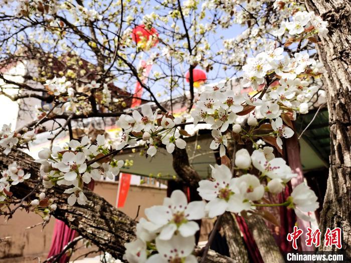 青海尖扎噶達(dá)莊園：百年“后花園”梨花盛開(kāi)，舉目皆春色