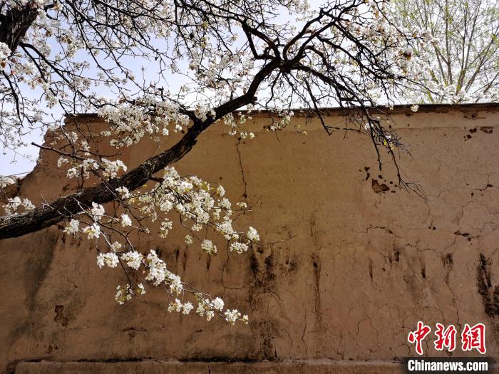 圖為一面土墻旁邊的梨花?！?zhí)砀?攝