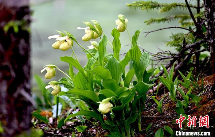 黃龍景區(qū)高山蘭花盛開?！“苍?攝
