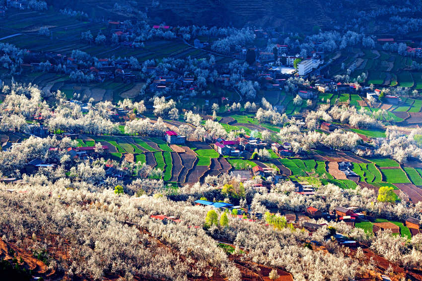 大金川上看梨花，梨云悠悠，滿山遍野潔白一片。金川縣供圖