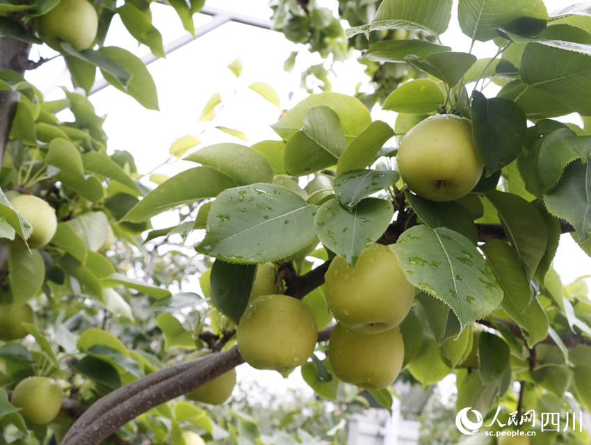 即將上市的雪梨“翠冠”。勾璇攝