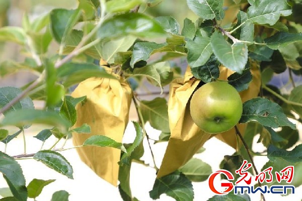 我們的家園｜小蘋果帶動(dòng)大產(chǎn)業(yè)，帶你看看這座阿壩州小村的鄉(xiāng)村振興新模式