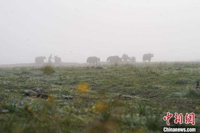 圖為成群牦牛在草灘上覓食、漫步，宛如靜美水墨畫?！●R銘言 攝