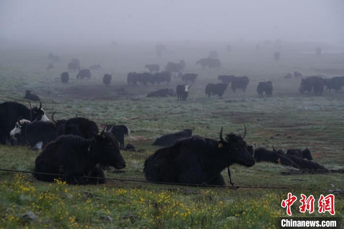 圖為成群牦牛在草灘上覓食、棲息，宛如靜美水墨畫?！●R銘言 攝
