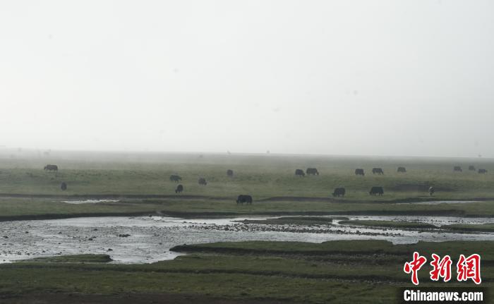 圖為成群牦牛在草灘上覓食、漫步，宛如靜美水墨畫?！●R銘言 攝