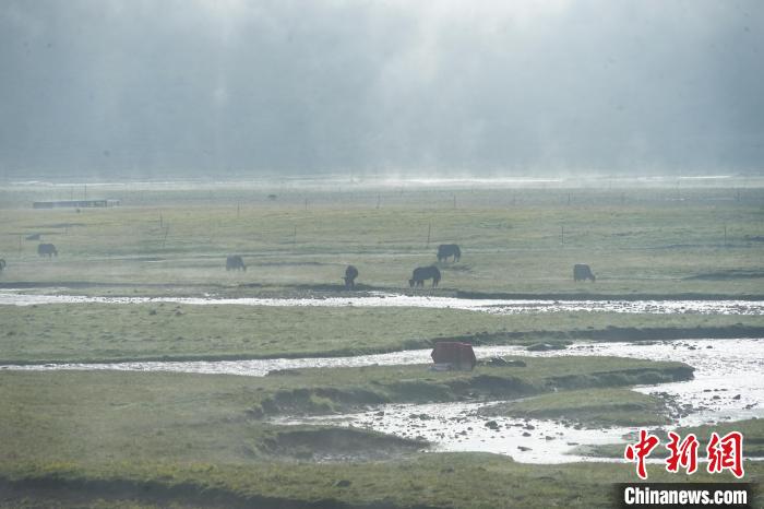 圖為成群牦牛在草灘上覓食、漫步，宛如靜美水墨畫?！●R銘言 攝