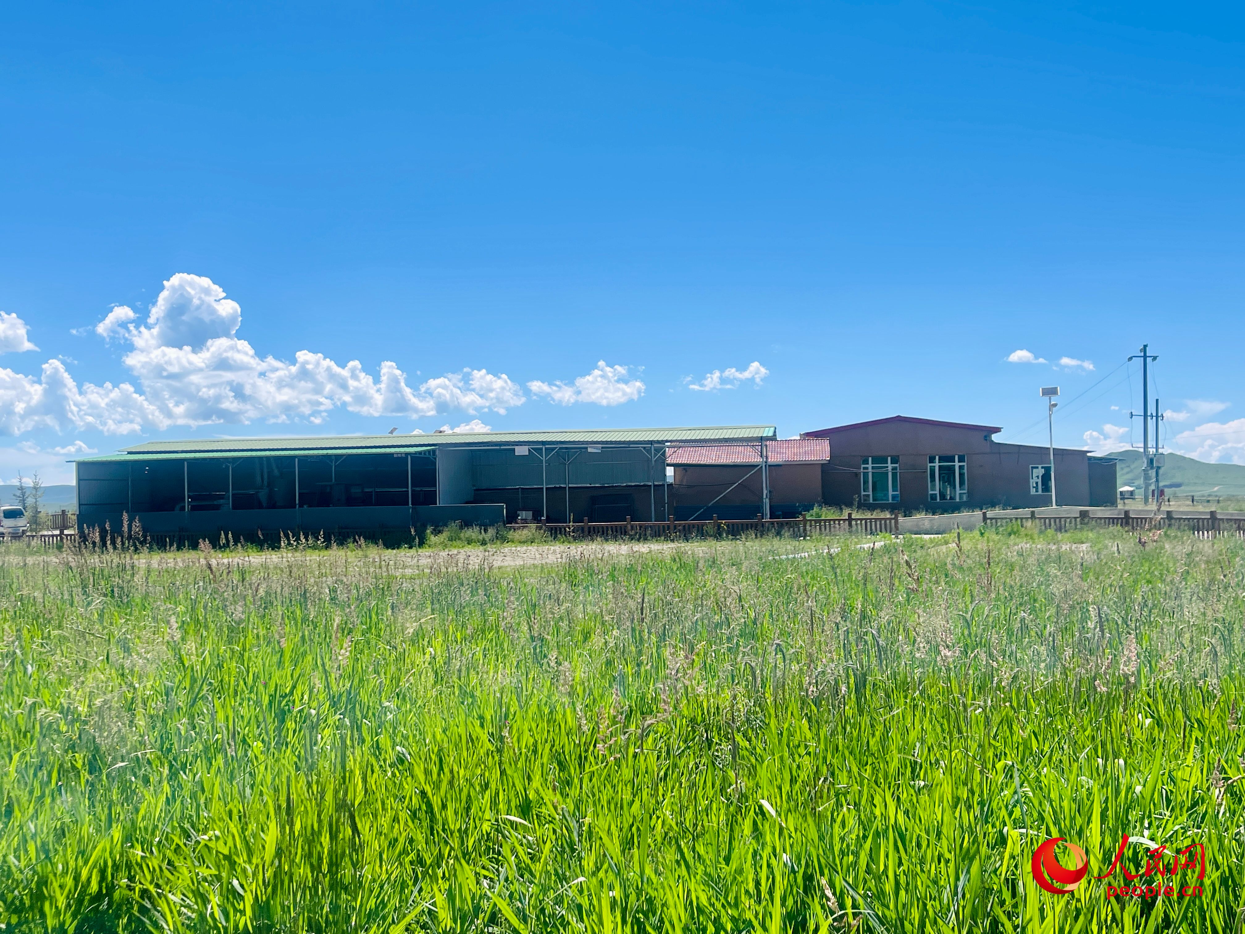 唐日合作社牧草茂密。人民網(wǎng) 周靜圓攝