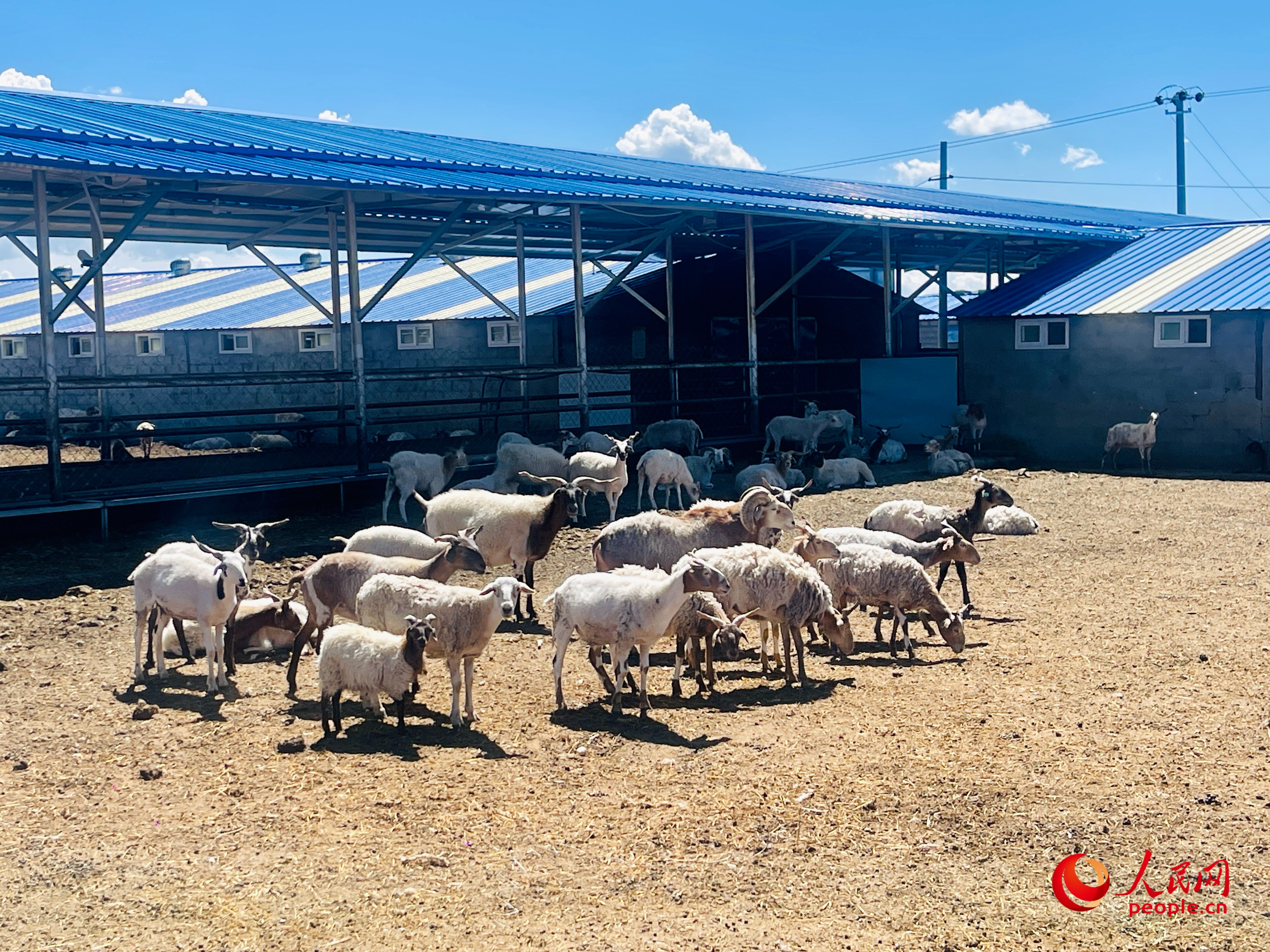 唐日合作社里養(yǎng)殖的羊。人民網(wǎng) 周靜圓攝
